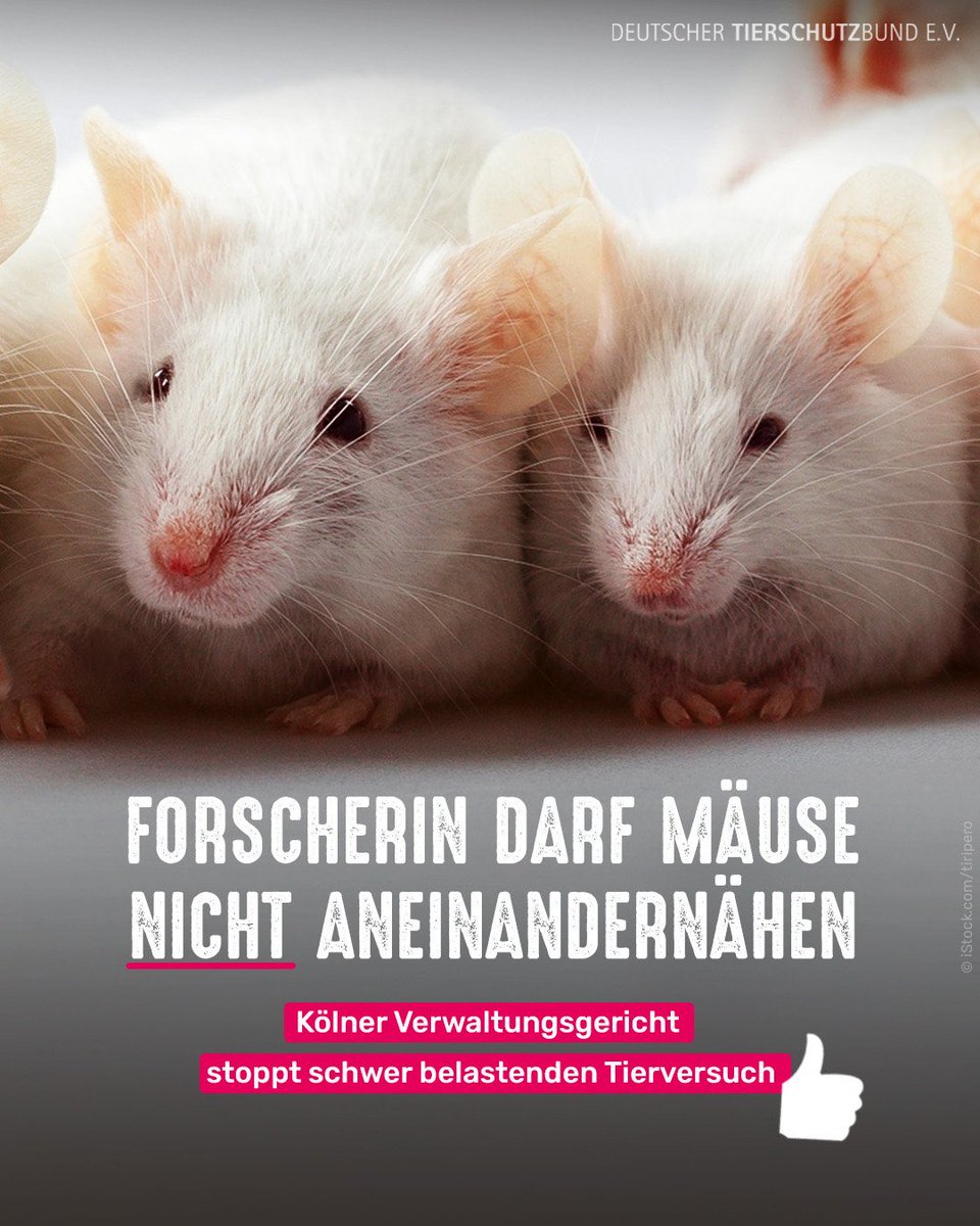 tierschutz_bund's tweet photo. Für die Malariaforschung wollte eine Forscherin der Uni Bonn zwei Mäuse zusammennähen, damit sich ihre Blutkreisläufe verbinden. 

Erst nach 8 langen Wochen sollten die Tiere getrennt und seziert werden. 💔

Das Verwaltungsgericht Köln hat den Versuch nun gestoppt. Richtig so❗ https://t.co/KuNA9Wmrkm