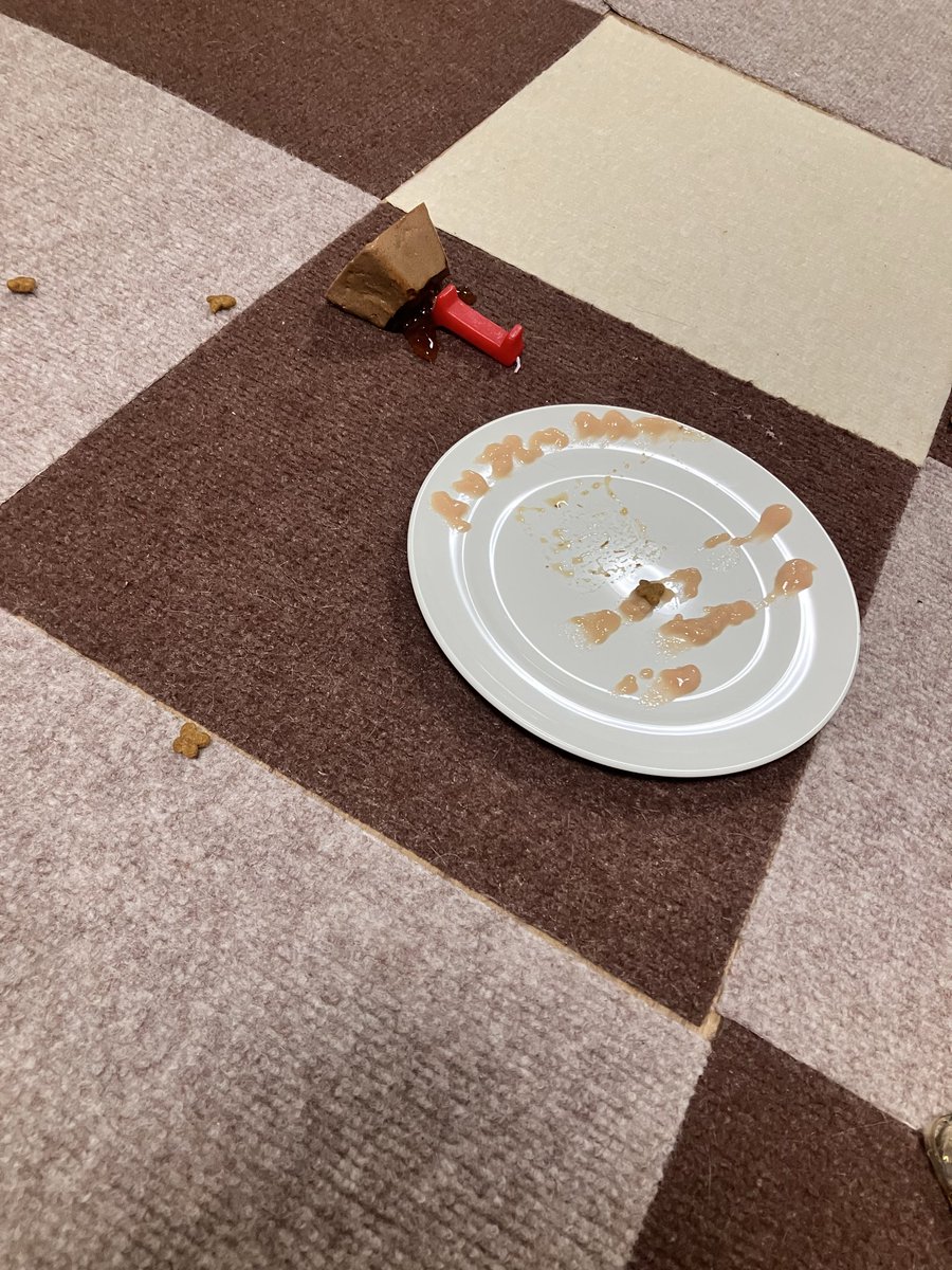 FUGIMARUde's tweet photo. ふじの手が出て大惨事....
富士丸1歳おめでとう㊗️
#マンチカン
#猫のいる暮らし https://t.co/XdPDqJvAaA