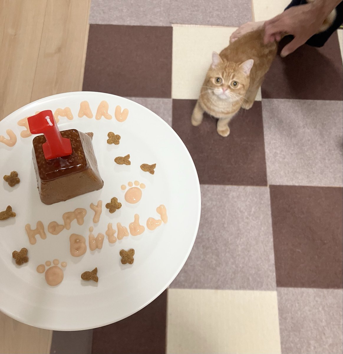 FUGIMARUde's tweet photo. ふじの手が出て大惨事....
富士丸1歳おめでとう㊗️
#マンチカン
#猫のいる暮らし https://t.co/XdPDqJvAaA