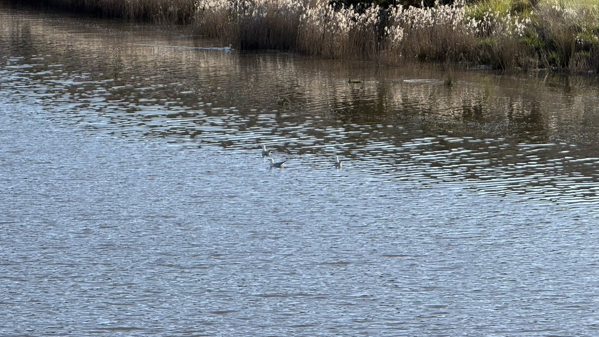 wapple15's tweet photo. A #SeagullReport from #Launceston TAS ๐ฆ๐บ https://t.co/JqkGCKmZqK