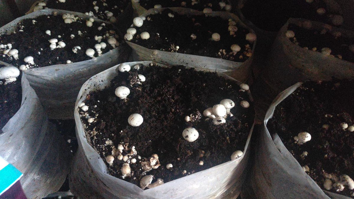 OfficialRSETI's tweet photo. #RSETI Shimla organized a field visit on 16.9.2026 for trainees of the Mushroom Cultivation Batch to Shoghi, Puwara, offering hands-on exposure to mushroom farming. 

#RSETIShimla #MushroomCultivation #SkillIndia #FieldVisit https://t.co/OsWUahNsJr