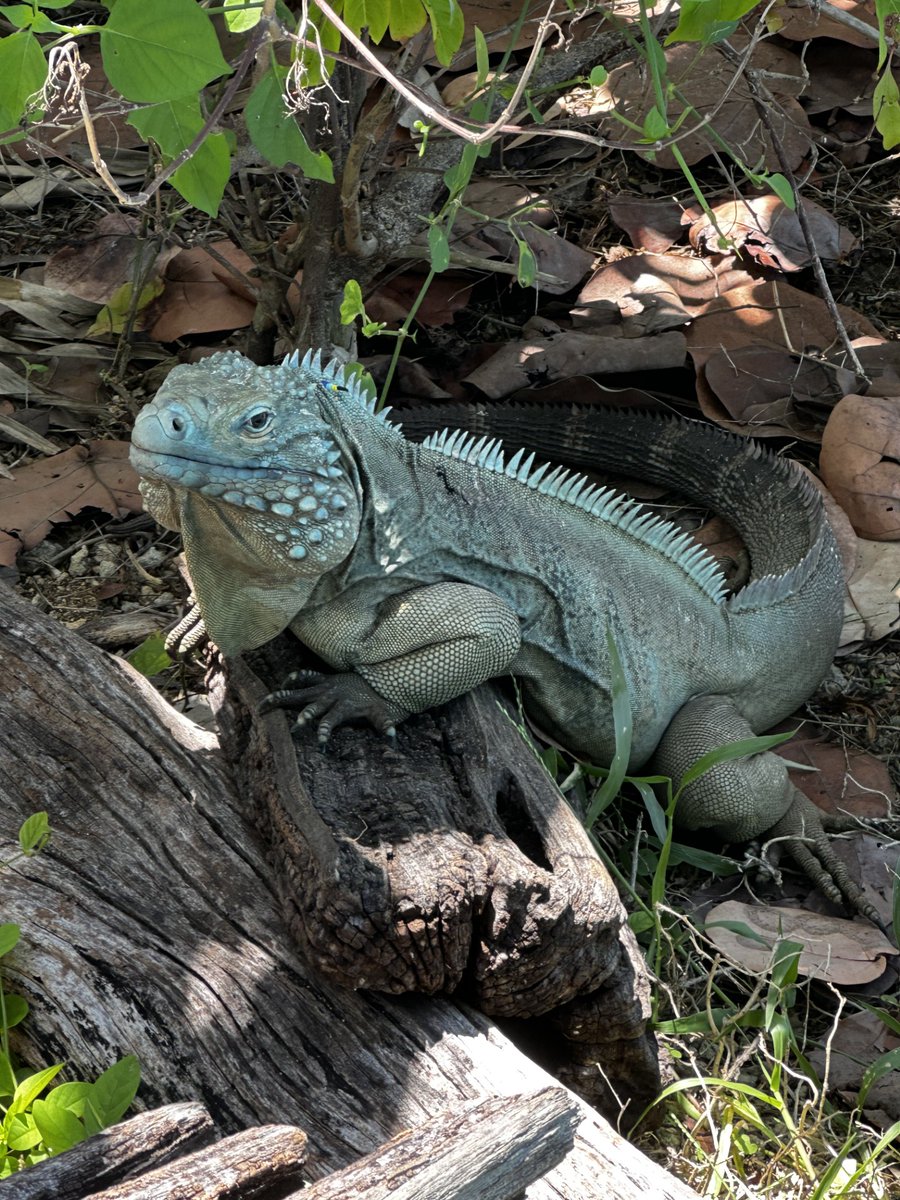 JNCC_UK's tweet photo. 🦎 From the Grand Cayman Blue Iguana to St Helena's iconic Wirebird, the UK Overseas Territories are home to over 90% of the UK's endemic species. These species are found nowhere else on Earth  🧵🔽

#UKOverseasTerritories #NatureRecovery https://t.co/CjyFOoggcL