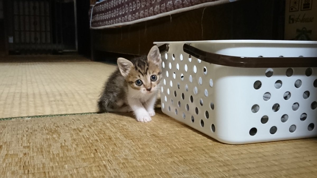 mikekefafa's tweet photo. パヤを投下していいと聞いて…ε=(ﾉ･∀･)ﾂ https://t.co/Zi9rlysfEs