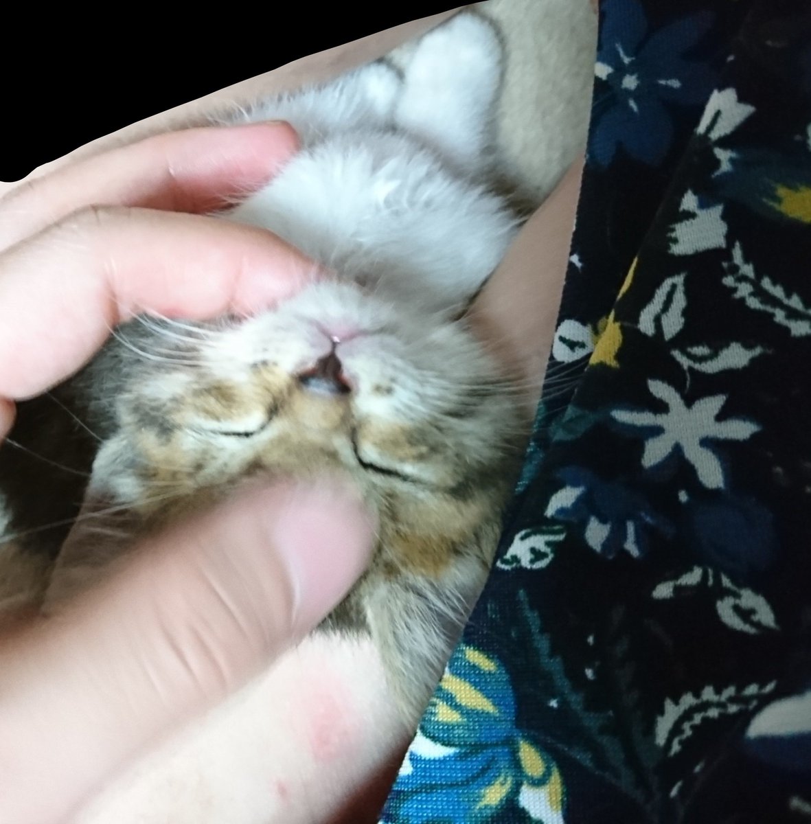 mikekefafa's tweet photo. パヤを投下していいと聞いて…ε=(ﾉ･∀･)ﾂ https://t.co/Zi9rlysfEs