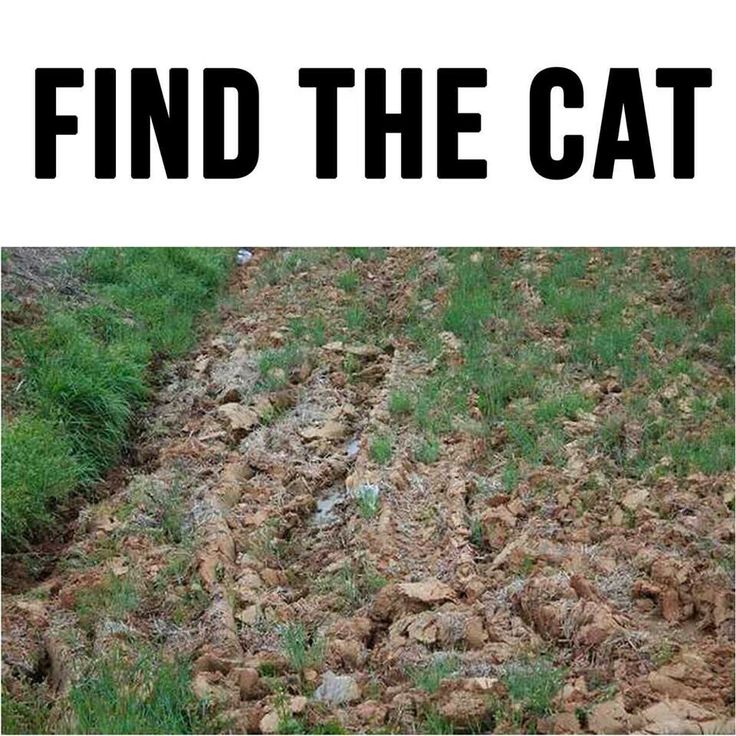 findcatx's tweet photo. Find the cat

#cat #findcat https://t.co/jVR660zmU6