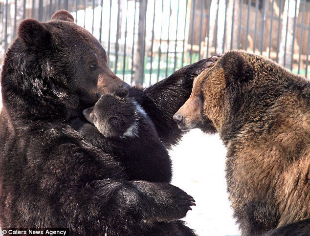 BearPosting's tweet photo. https://t.co/VCj7QI9PZf