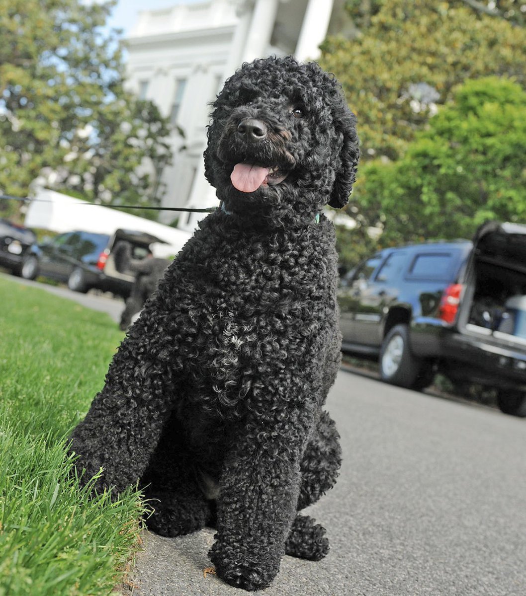 joypcoffee's tweet photo. RIP Sunny Obama 💕 https://t.co/HKuwEA5JCj