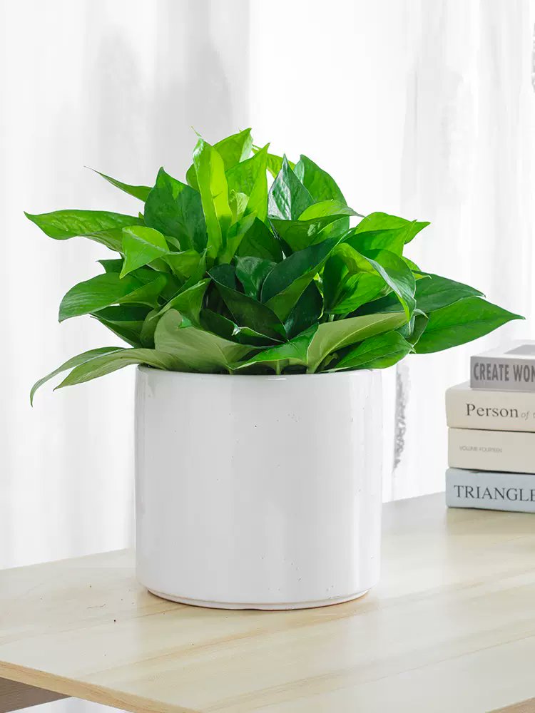 dorothycath4eri's tweet photo. Keep your pothos happy! Place it in bright indirect light, water when the top 2 inches of soil feel dry—easy, thriving green vibe guaranteed. https://t.co/PpZFK0E0RT