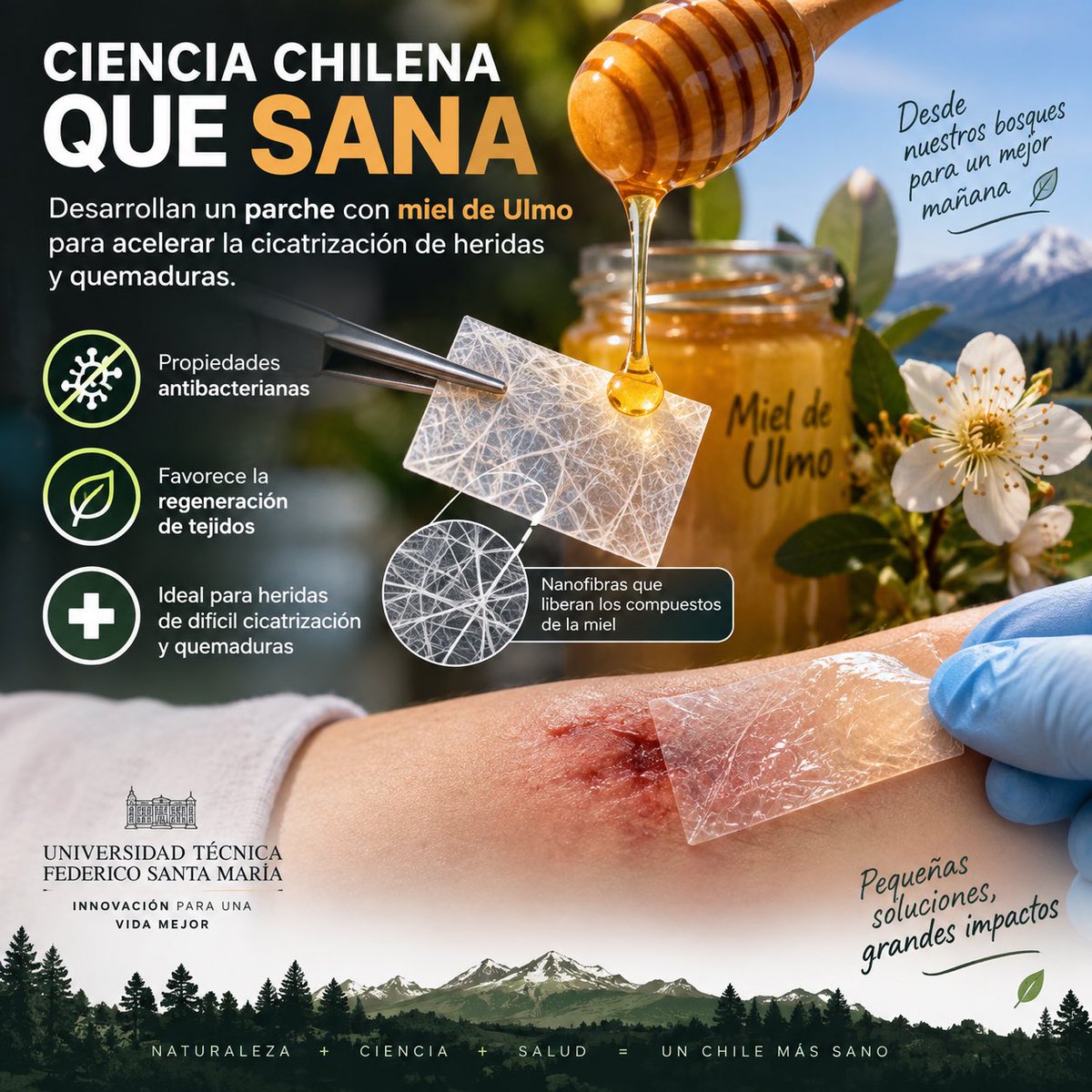OhMiGatol's tweet photo. 🍯🇨🇱 ¿Miel capaz de ayudar a cerrar heridas? Científicos chilenos desarrollaron un parche con nanofibras y miel de Ulmo, conocida por sus propiedades antibacterianas y cicatrizantes. Una innovación que busca acelerar la regeneración de heridas y quemaduras. 🩹🔬 https://t.co/nXEubObKdG