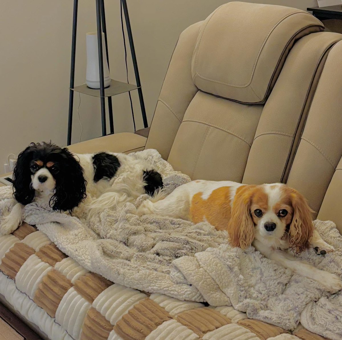 DannieSaltman's tweet photo. Họ làm chủ chiếc ghế sofa này, và họ biết điều đó! https://t.co/a2OJFhib22