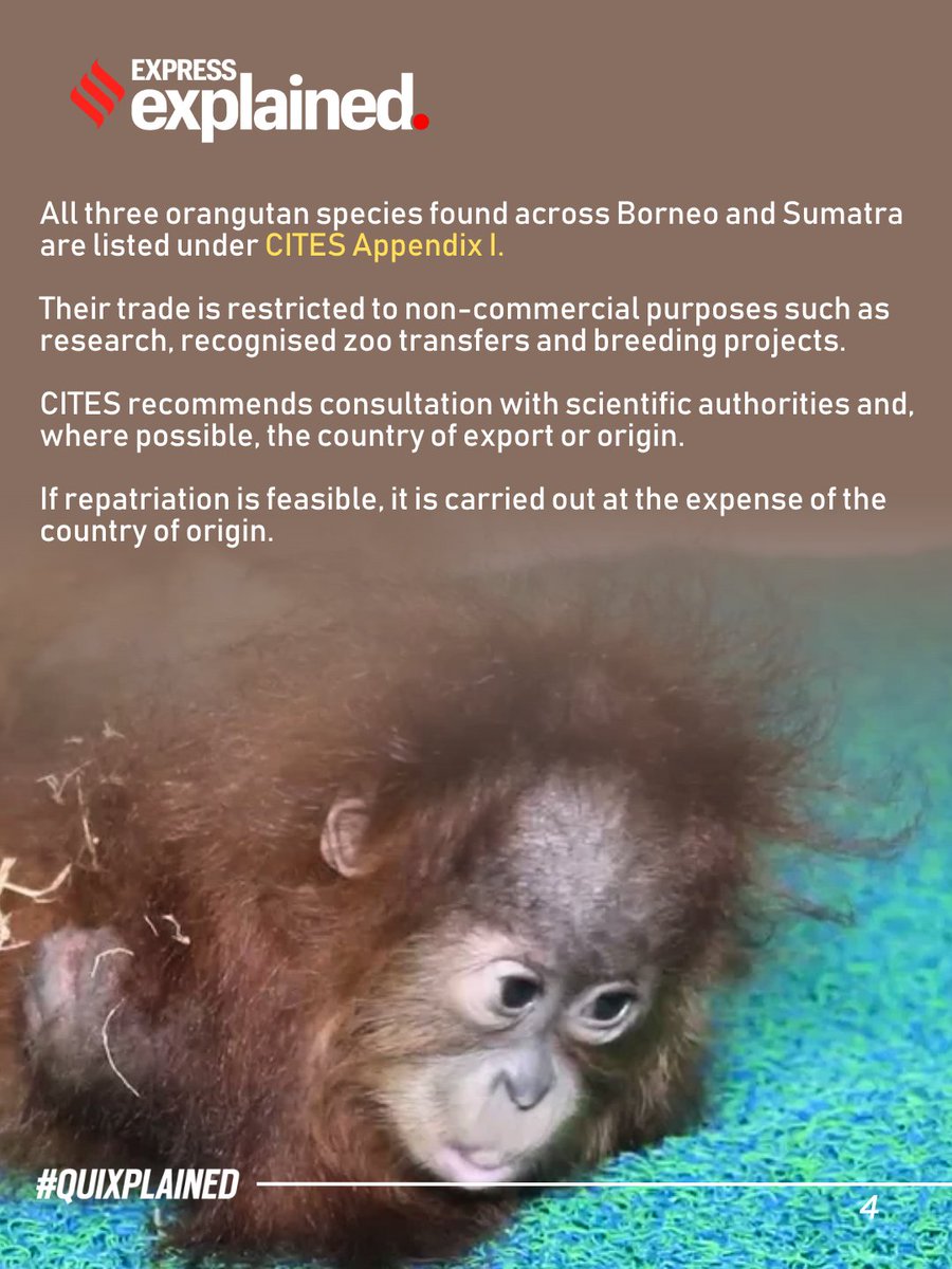 IndianExpress's tweet photo. #ExpressExplained | Five baby orangutans, a critically endangered species native to the rainforests of Indonesia and Malaysia, were rescued from a forest in Odisha’s Balasore district last week.
Their rescue has raised questions over how they reached India, whether they were smuggled and what happens to them next, while also drawing attention to India’s growing demand for exotic pets.
🔗https://t.co/XmsabFTtFC