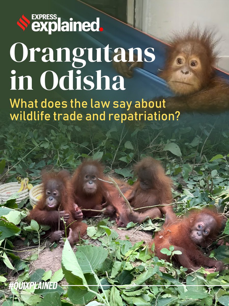 IndianExpress's tweet photo. #ExpressExplained | Five baby orangutans, a critically endangered species native to the rainforests of Indonesia and Malaysia, were rescued from a forest in Odisha’s Balasore district last week.
Their rescue has raised questions over how they reached India, whether they were smuggled and what happens to them next, while also drawing attention to India’s growing demand for exotic pets.
🔗https://t.co/XmsabFTtFC