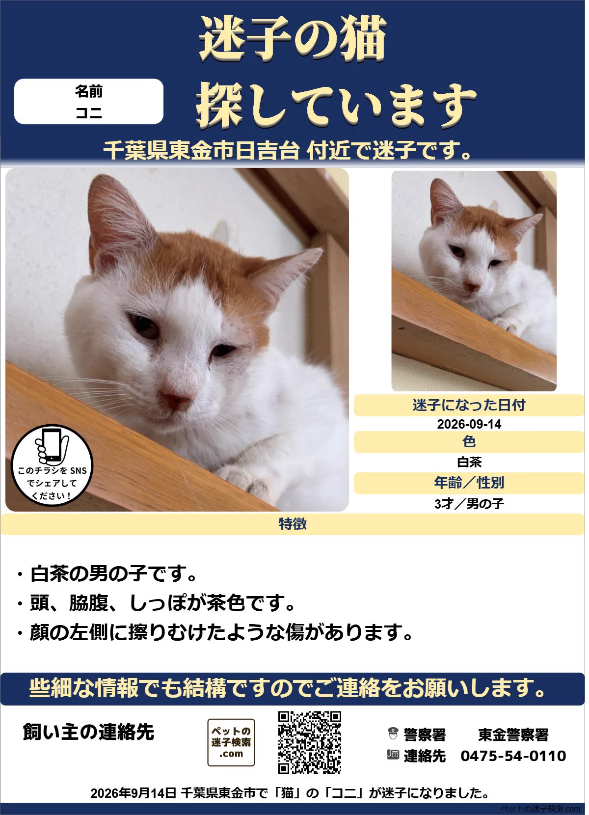 チベット ねこページ 本家】ペットの迷子検索.com on X: 