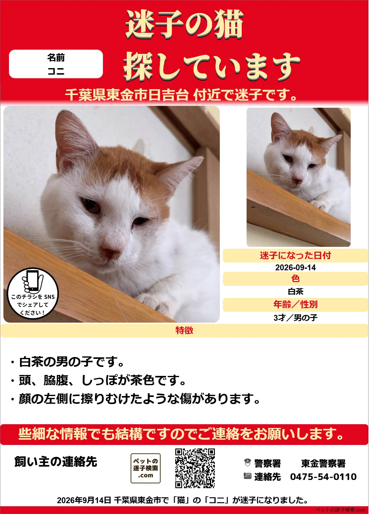 チベット ねこページ 本家】ペットの迷子検索.com on X: 