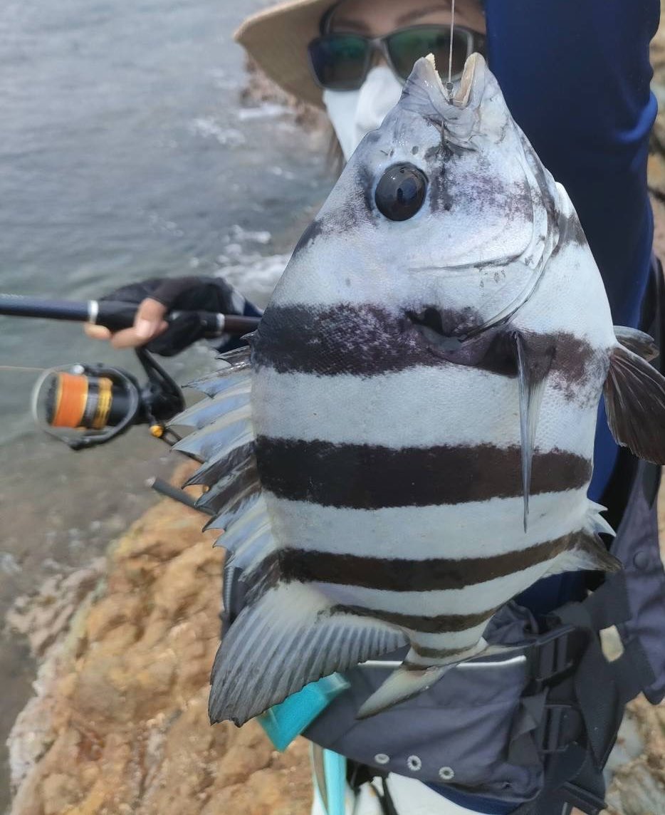 raigekiakamaru's tweet photo. 記憶より釣ってた😇幕島渡船様の写真は一部です🐟雷撃カゴ＆雷撃一発カゴ🎣ひたすら投げる、釣れる、楽しかったー⚡️シマシマ美味😇#ハヤブサワークス #雷撃カゴ #一発カゴ #カゴ釣り #幕島渡船 https://t.co/drd1m8HwBr