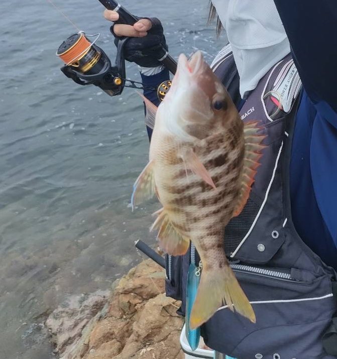 raigekiakamaru's tweet photo. 記憶より釣ってた😇幕島渡船様の写真は一部です🐟雷撃カゴ＆雷撃一発カゴ🎣ひたすら投げる、釣れる、楽しかったー⚡️シマシマ美味😇#ハヤブサワークス #雷撃カゴ #一発カゴ #カゴ釣り #幕島渡船 https://t.co/drd1m8HwBr