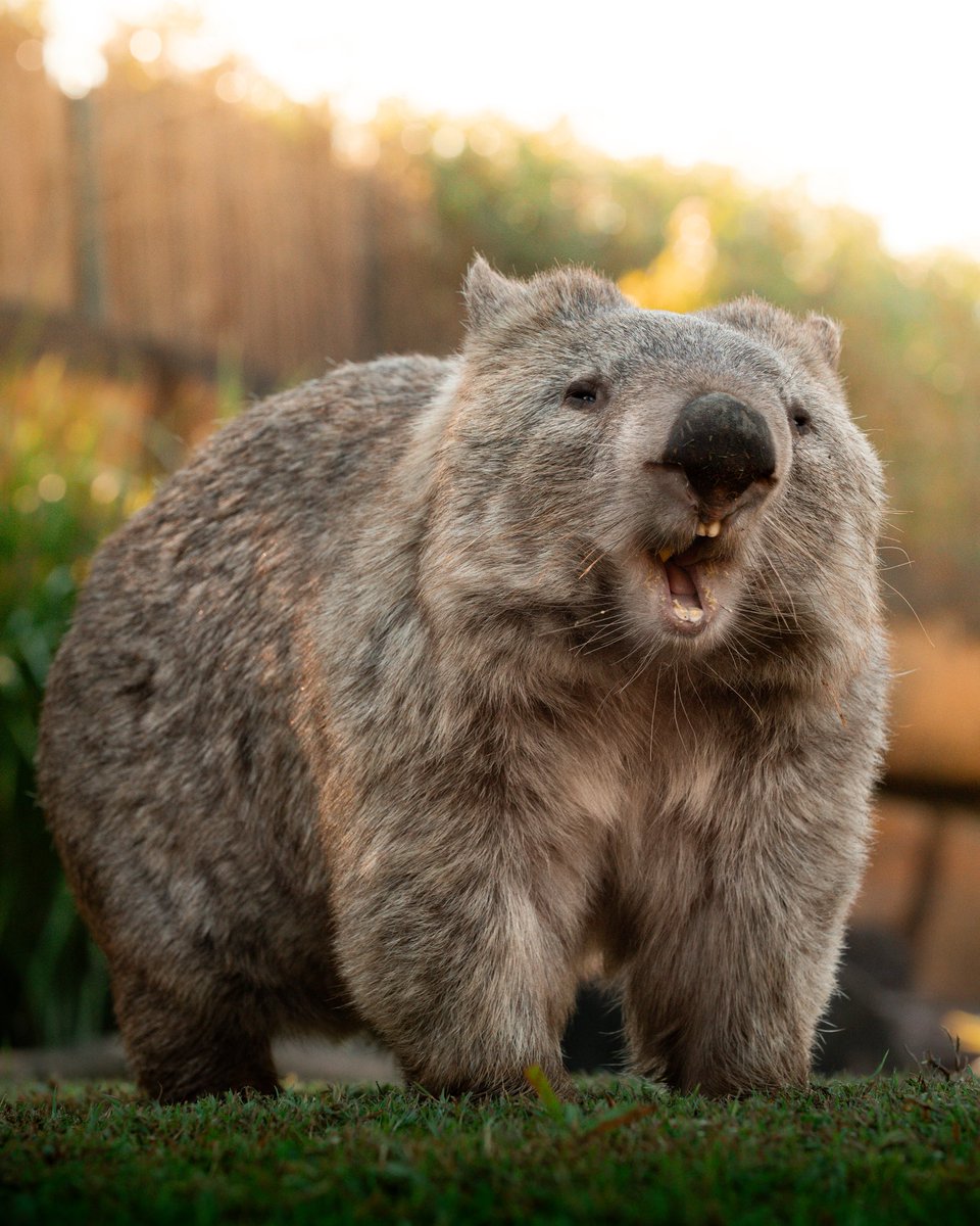 AustraliaZoo's tweet photo. Wombat noms to brighten your day 🤎 https://t.co/TVqMPbguDk