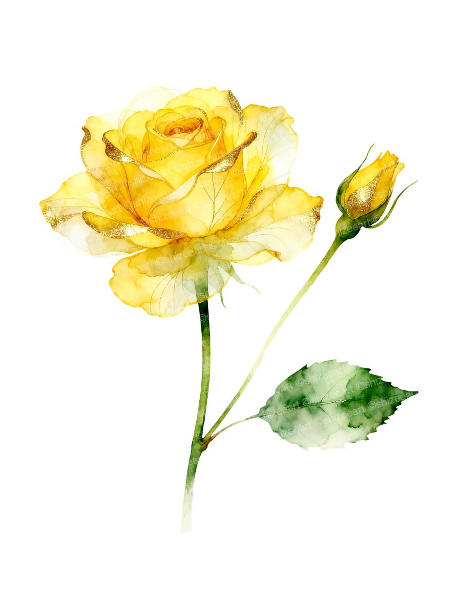 shizeeart's tweet photo. 💛🌹 A golden bloom kissed by sunlight, carrying warmth, grace, and a little piece of summer. ✨#art #rose https://t.co/wGUJ48fljg
