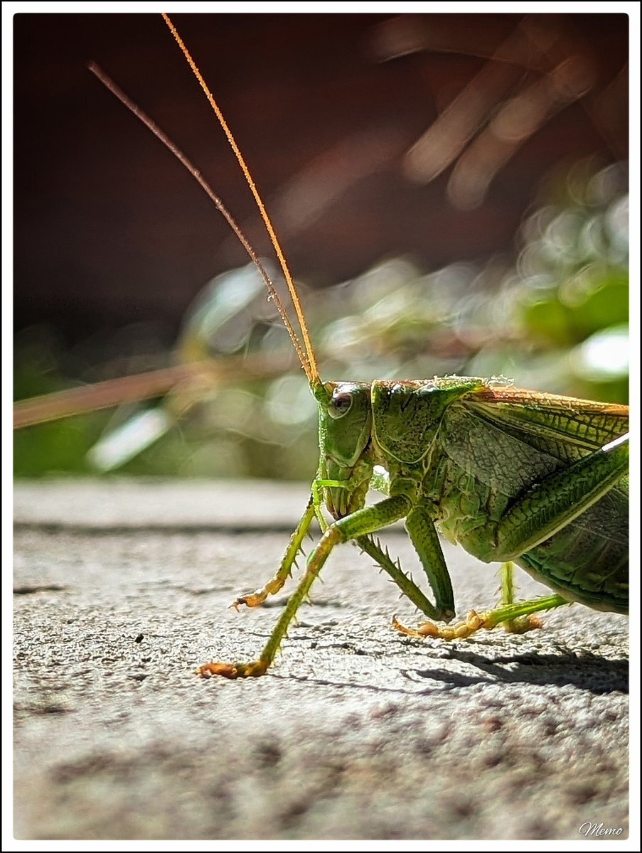 Memo_Barlow's tweet photo. ≪ Filigranes am Wegesrand ≫

Nahaufnahme einer Heuschrecke beim Putzen.

#photography #fotografie #foto #photo #postprocessed #myphoto #mywork #ownwork #nature #natur #umwelt https://t.co/66vjxdYeHS