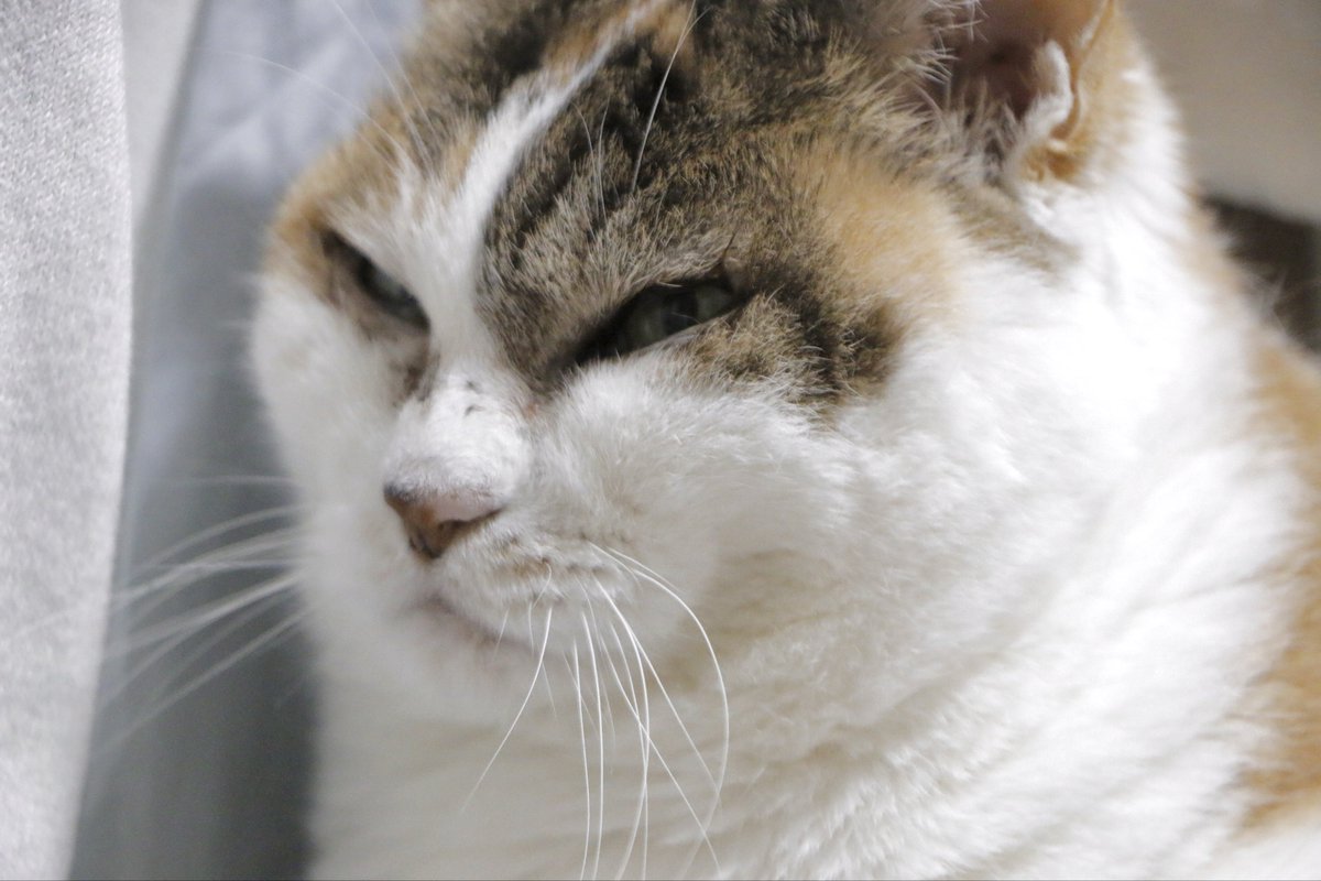 umeno_taro's tweet photo. うちのねこ本当に平たかった https://t.co/xXkbZUbsi7