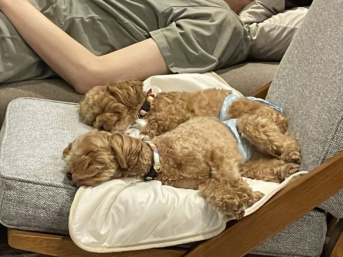 eriiikids's tweet photo. 兄弟揃って同じ寝顔🐶🐶💫 https://t.co/VFlGDLmclx