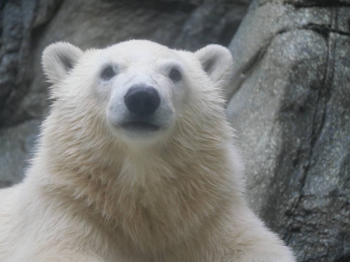 94S8m3gugZ8bzAb's tweet photo. 男鹿水族館GAOのホッキョクグマのモモ太やモモ
お父さんの豪太にも会えて良かったです。
#ホッキョクグマ
#シロクマ
#poralbear
#男鹿水族館GAO
#モモ太 https://t.co/KFhnxdzI8k