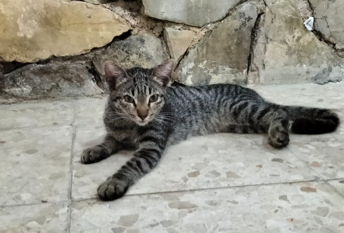 SilviaMylo's tweet photo. No llega a cuatro mesecitos y ya ha sufrido lo que ninguna criatura de ninguna especie no dañina debería sufrir 😞 
Abandonada en la calle, a punto de ser atropellada, y con ese alma bonita que no tiene edad para tanto sufrimiento rota 💔
Por dos veces la han querido adoptar y se han echado para atrás son personas que no merecen llamarse seres humanos 😞
Busca una familia para toda la vida es muy cariñosa y buena 🙏🏻
Pueblo de Cádiz
618208620