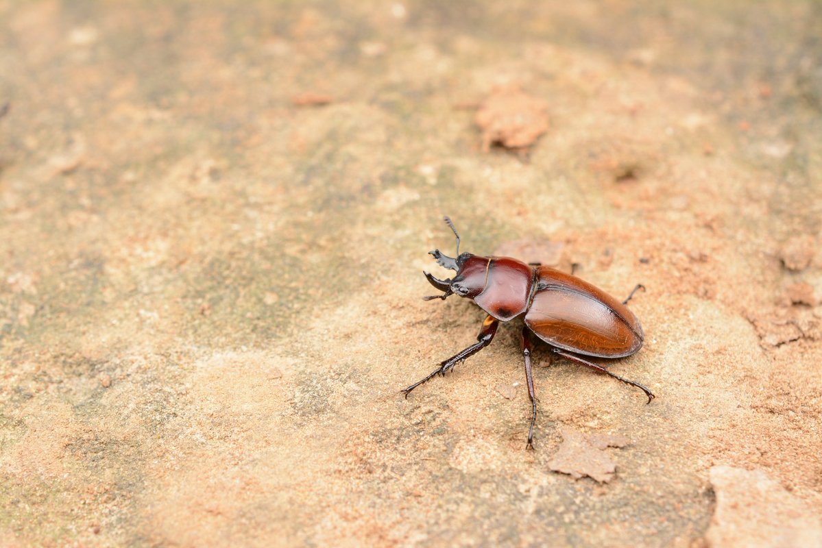 prismognathus's tweet photo. 黙祷 https://t.co/h47nkJHLPh