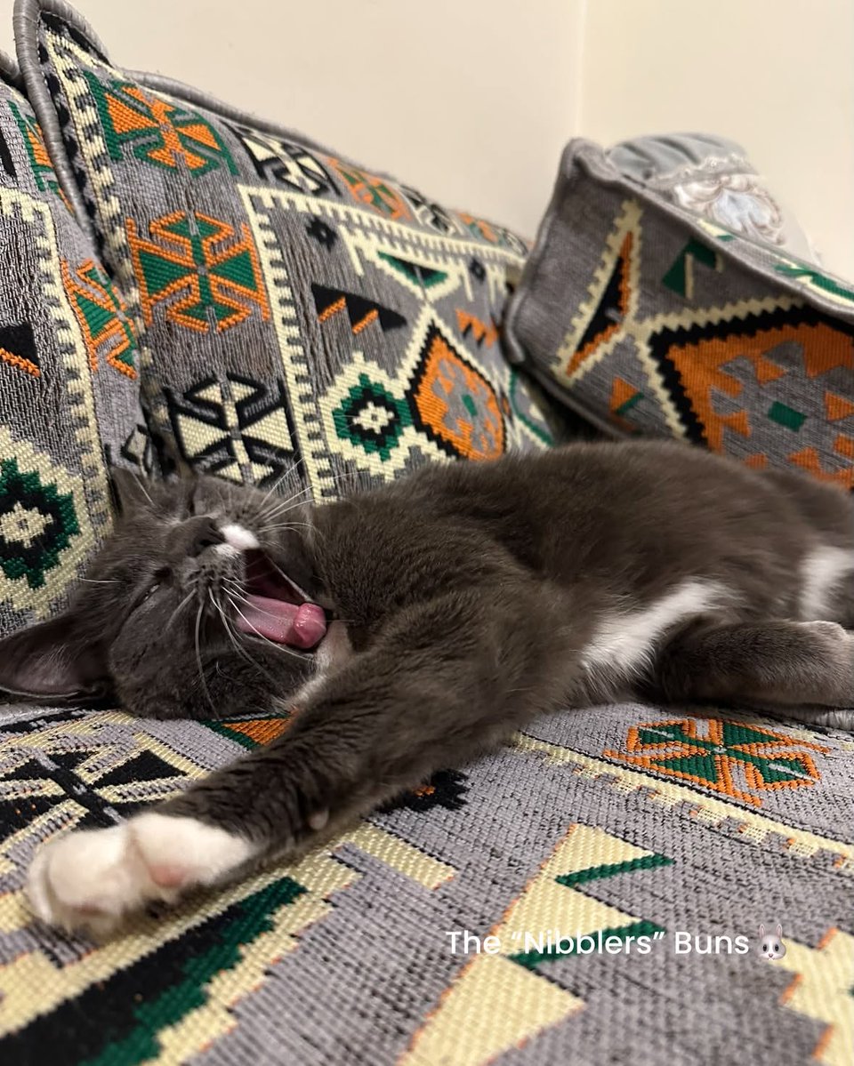 KristiBatiqnv's tweet photo. Look at our big sis Rosie—she’s tired of looking after us while we’re out in the garden. https://t.co/4qwnfMwYwk