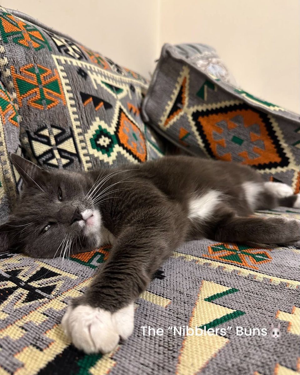 KristiBatiqnv's tweet photo. Look at our big sis Rosie—she’s tired of looking after us while we’re out in the garden. https://t.co/4qwnfMwYwk