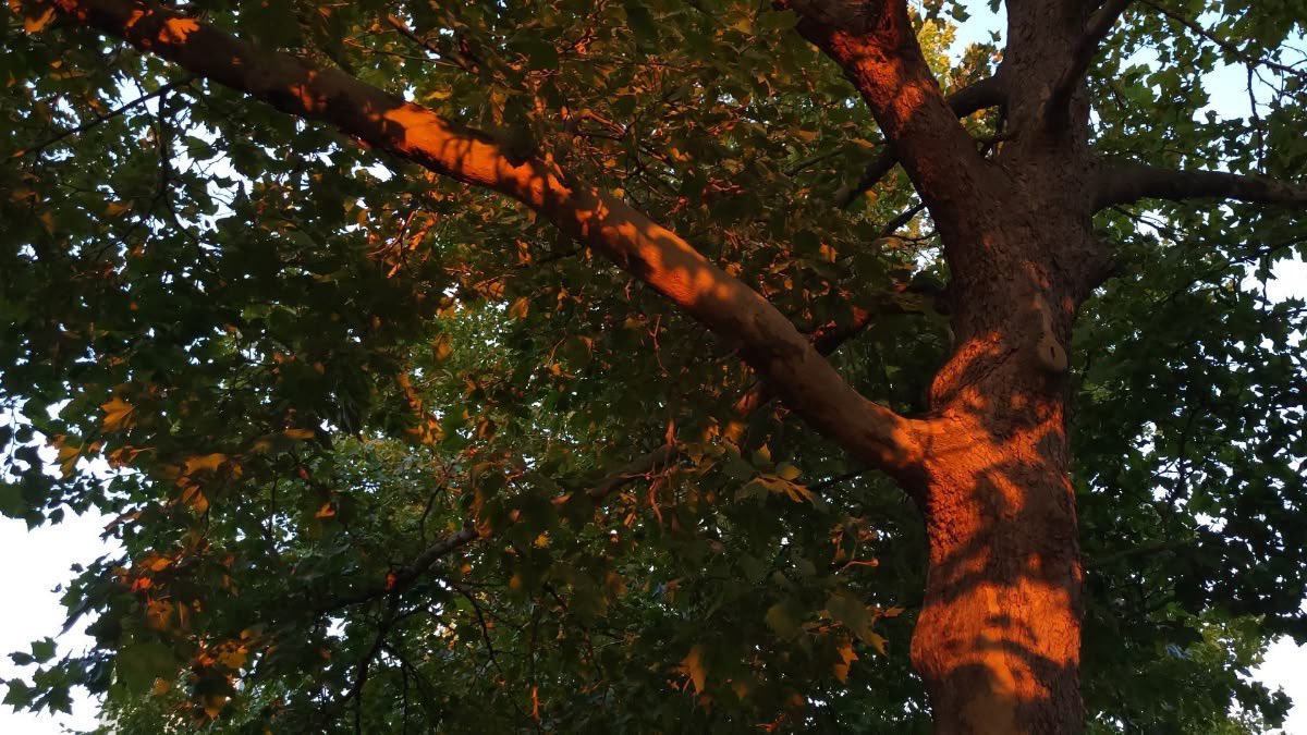 Craftsmangod's tweet photo. that evening glow.. https://t.co/hLGQLrKOkL