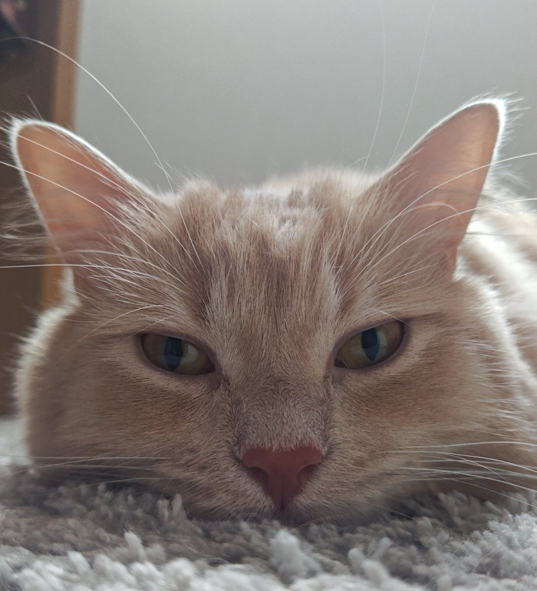 catcat_0613Mone's tweet photo. こんにちは。モネです。
今日からみなさんを癒すために日常を呟きます。
よろしくお願いします。
#猫
#ミヌエット https://t.co/v64698adTu