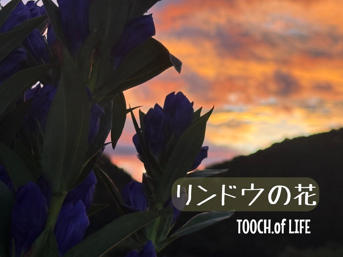 TOOCH_NKT's tweet photo. リンドウの花

夕暮れのリンドウを見ながら、
この花を歌にしたいと思いました。

岩手・西和賀で育つリンドウ。

そんな景色と、そこで過ごす人たちへの想いを、一曲にしました。

「リンドウの花」
TOOCH.of LIFE

もうすぐ届けます♡

#リンドウの花
#TOOCHofLIFE
#西和賀
#岩手 https://t.co/UZodfDkFOM