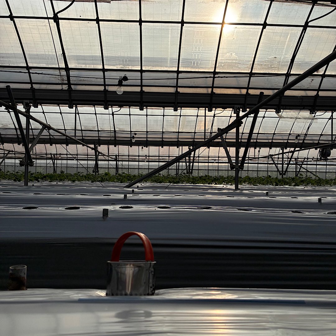 hattoris15farm's tweet photo. 本圃の定植準備中。
シルバーマルチの穴あけ。

午前中は曇天で涼しく快適だったのに…。
その後、予報にない晴れ間、からの土砂降り。
さらに天気雨も…。当然、虹も。

穴あけは、点滴チューブを避けながら、左手の人差し指に刺すこと数回。めちゃくちゃな天気のせいだ！
#苺 #虹 #天気雨 https://t.co/ZJtMCqlohu