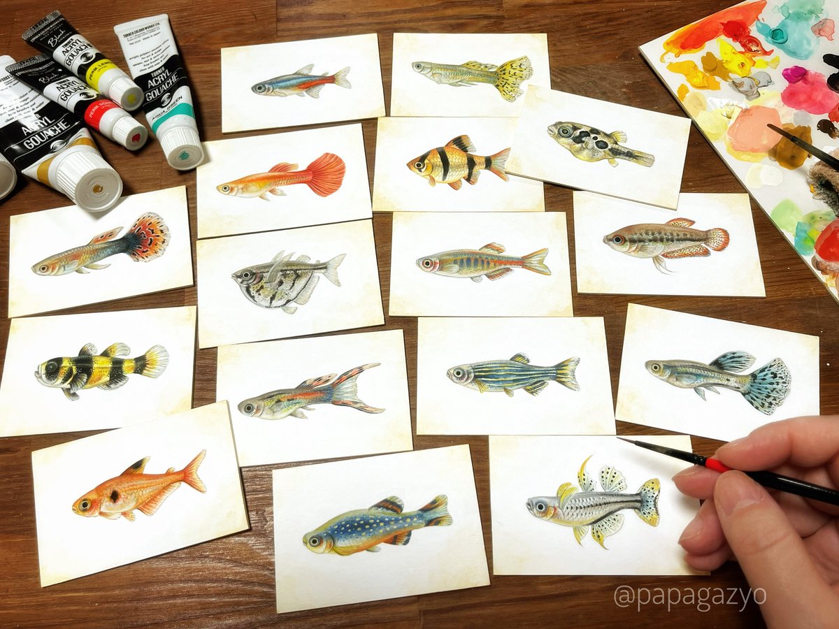 papagazyo's tweet photo. 小さな熱帯魚たち🐟🎨 https://t.co/x7pT1HfIUZ