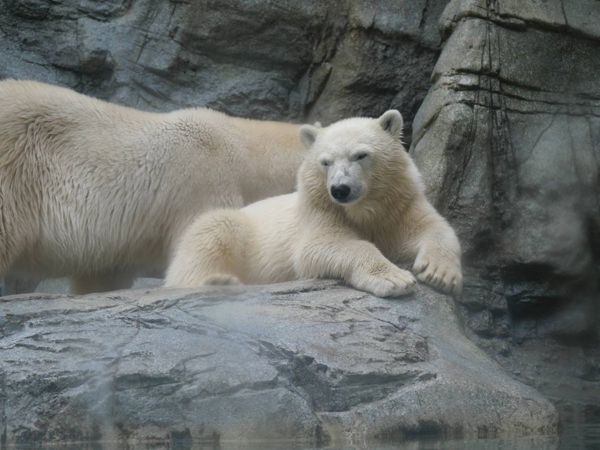 94S8m3gugZ8bzAb's tweet photo. 男鹿水族館GAOのホッキョクグマのモモ太やモモ
お父さんの豪太にも会えて良かったです。
#ホッキョクグマ
#シロクマ
#poralbear
#男鹿水族館GAO
#モモ太 https://t.co/bf0tOe3xuN