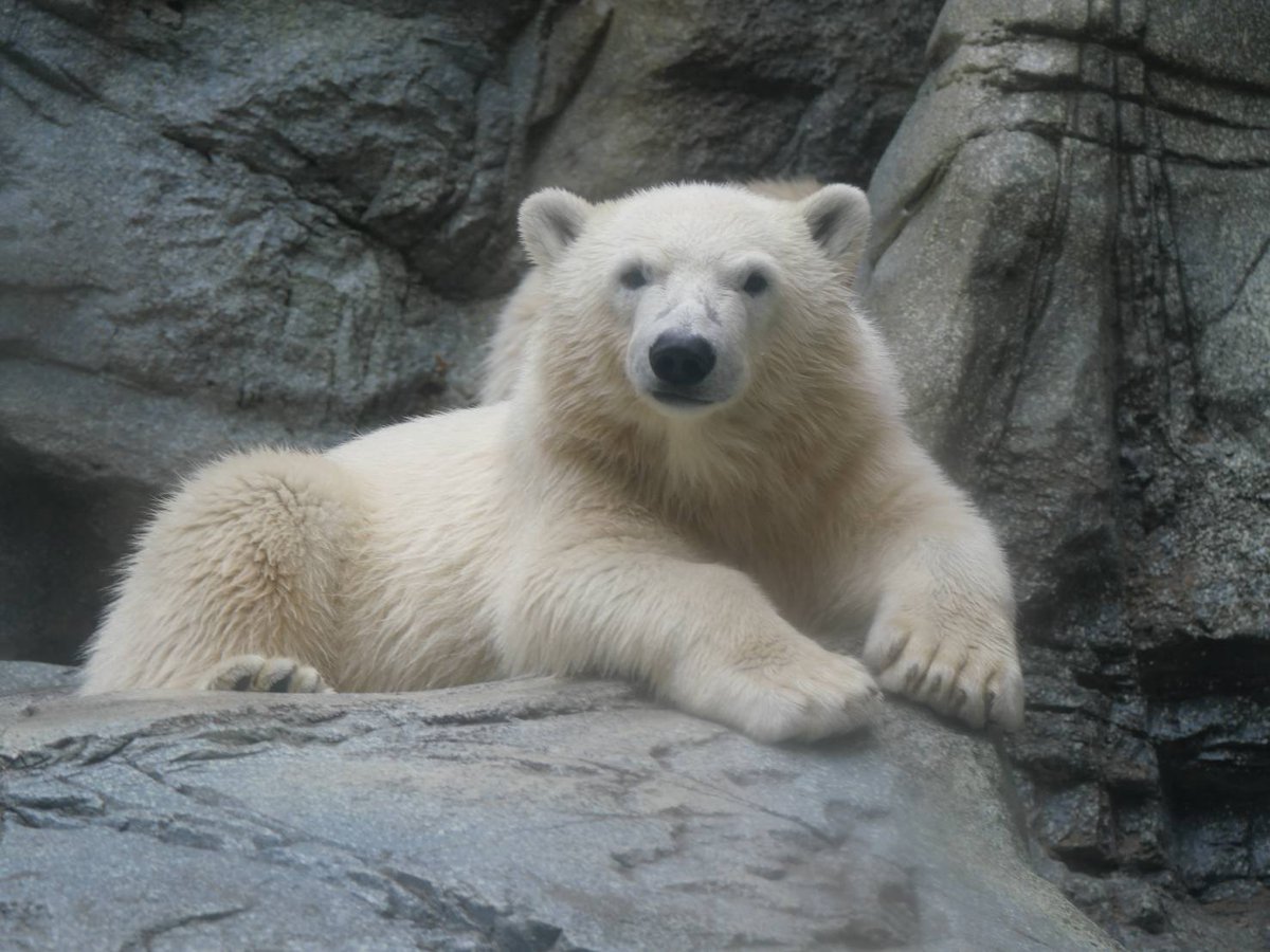 94S8m3gugZ8bzAb's tweet photo. 男鹿水族館GAOのホッキョクグマのモモ太やモモ
お父さんの豪太にも会えて良かったです。
#ホッキョクグマ
#シロクマ
#poralbear
#男鹿水族館GAO
#モモ太 https://t.co/dxXSsHKxEE