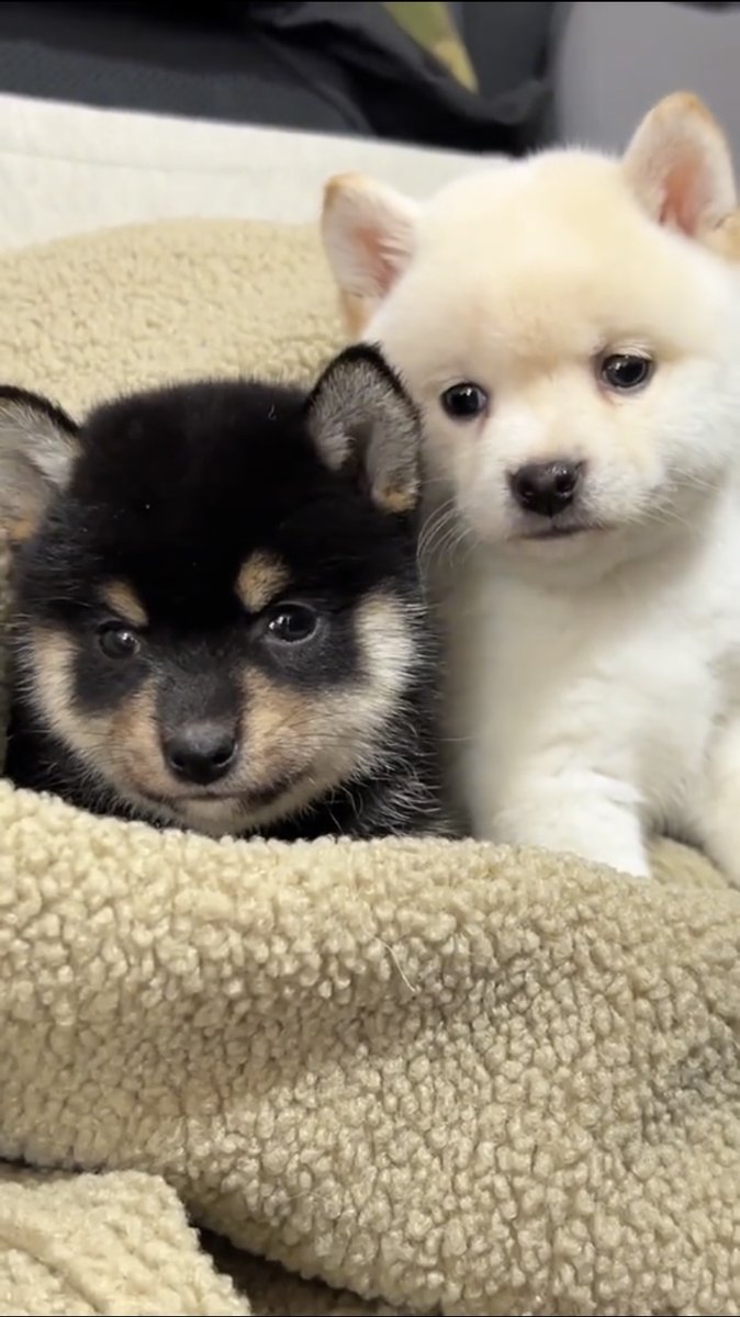 6dtWG7kNufJHE5p's tweet photo. [1 year ago, this fluffy tiny puppy could barely fit in my palm—today he’s zooming around like a tiny tornado, stealing socks and my whole heart. Pet growth hits different ]， https://t.co/NVw6b60uw2