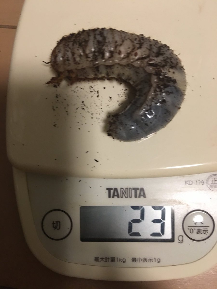 XkzDde9's tweet photo. ポリトゥスツヤカブト
ラオス　サムヌア産F2
喰い上がってきたのでマット交換
次の交換は年末年始の予定 https://t.co/ZaWzHUfGDg