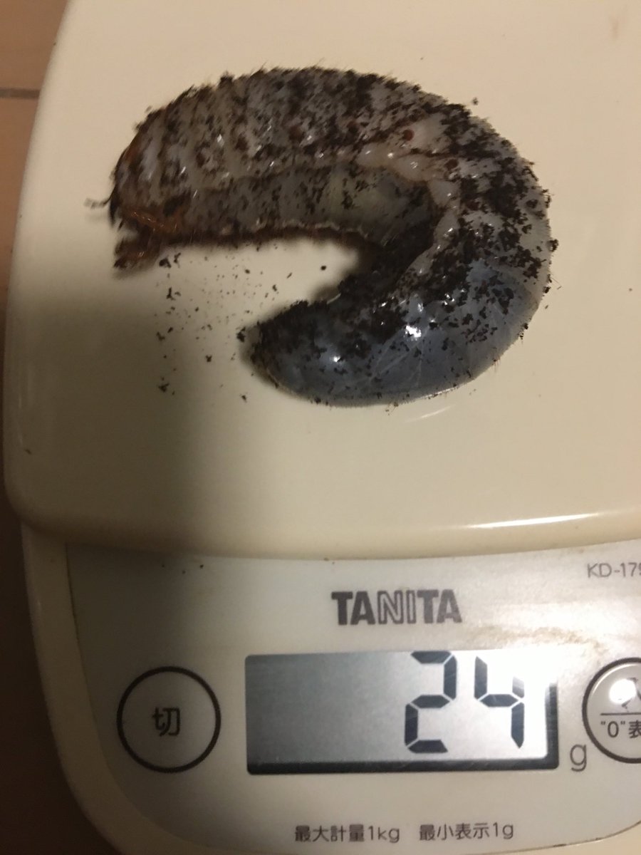 XkzDde9's tweet photo. ポリトゥスツヤカブト
ラオス　サムヌア産F2
喰い上がってきたのでマット交換
次の交換は年末年始の予定 https://t.co/ZaWzHUfGDg