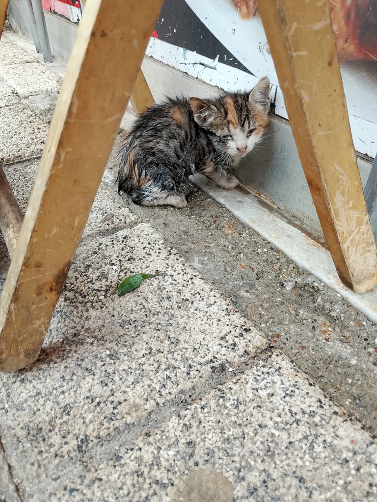 womanchildanima's tweet photo. SULTANBEYLİ YAVRU KEDİ İÇİN ACİL DESTEK 
Dükkanın önünde bulunmuş. Bulan kişi dükkandan ayrılamıyor, tek. Acil desteğe ihtiyacımız var. 

0542 730 02 36 https://t.co/8ohreCTvg7