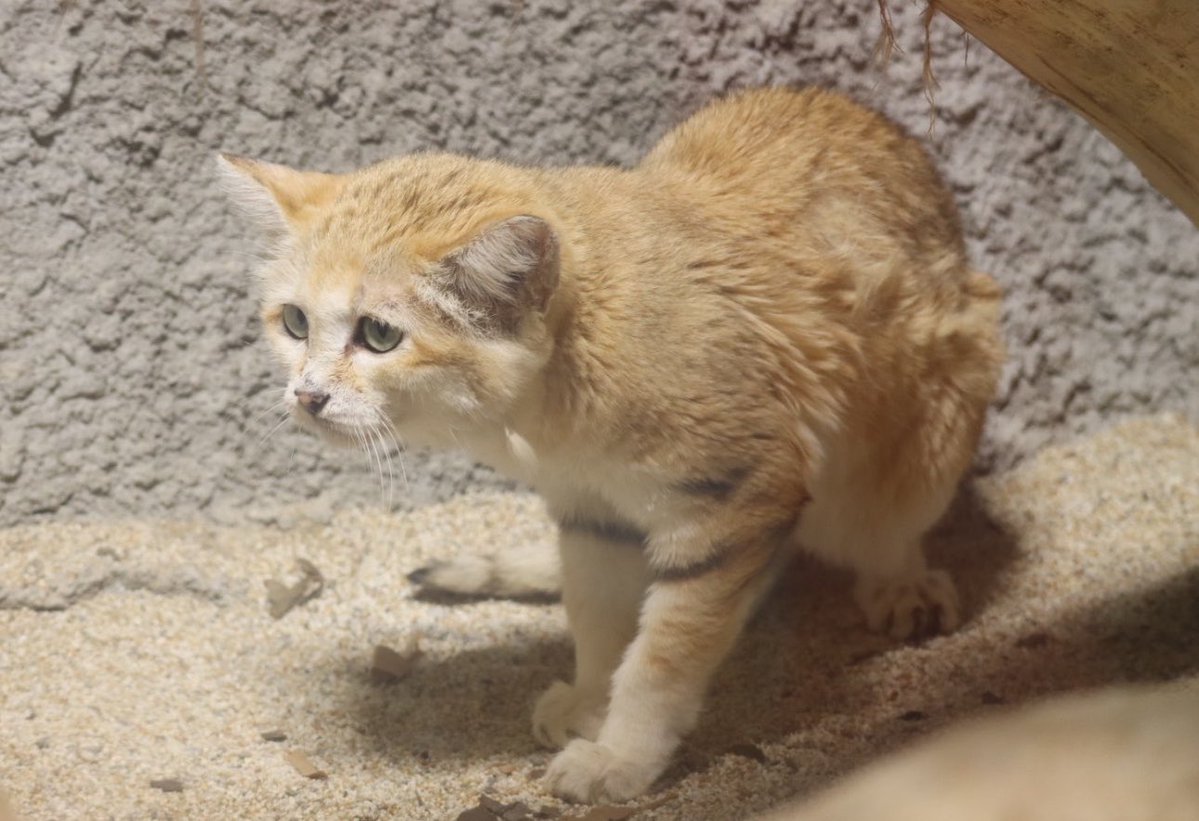 maykirapikr's tweet photo. シャーされてしょんぼり😞

#バリー
#シャリフ
#スナネコ
#sandcat
#神戸どうぶつ王国 https://t.co/Eto20Gd6MI