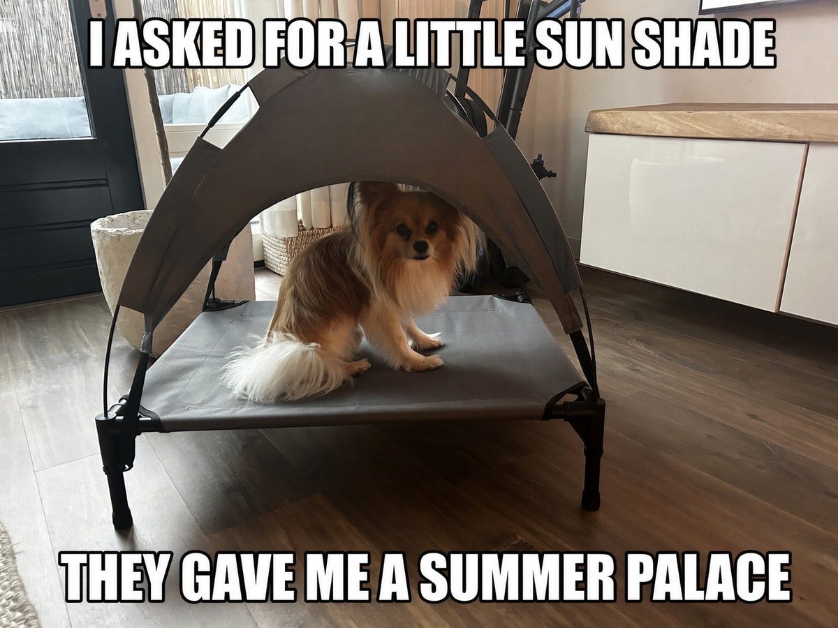 Papillon_fan's tweet photo. Not a dog bed, but a summer residence. 🐶 ☀️ 

Please wipe your paws before entering. 🐾 

$PAPILLON 

CA: 8tDZJcVH6s7sznezPUet1bPcCZuC7sVcWKAyMbAppump https://t.co/gOYnPAE0fU