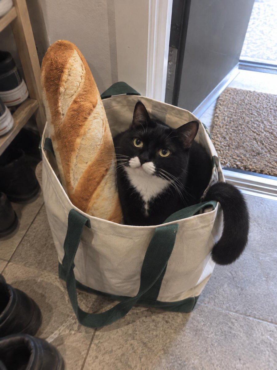nocontextscats tweet picture