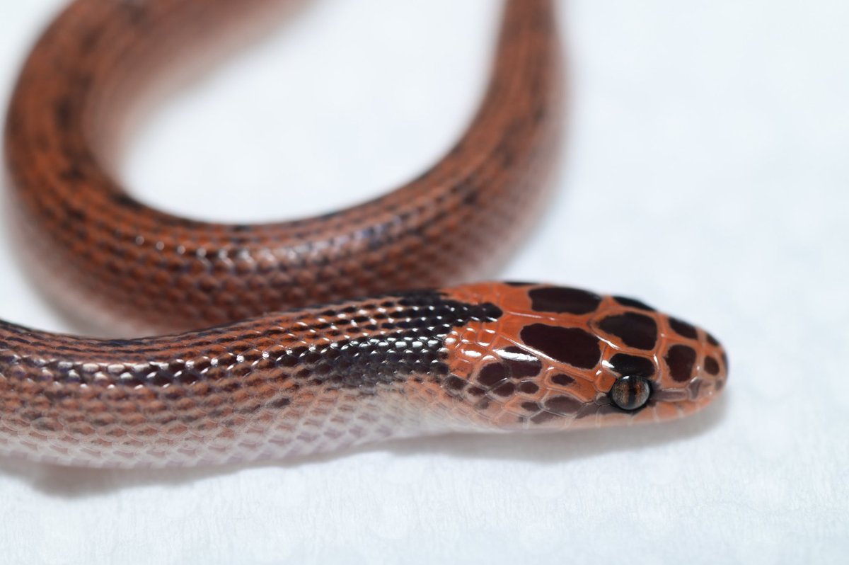 Lycomadara tweet picture