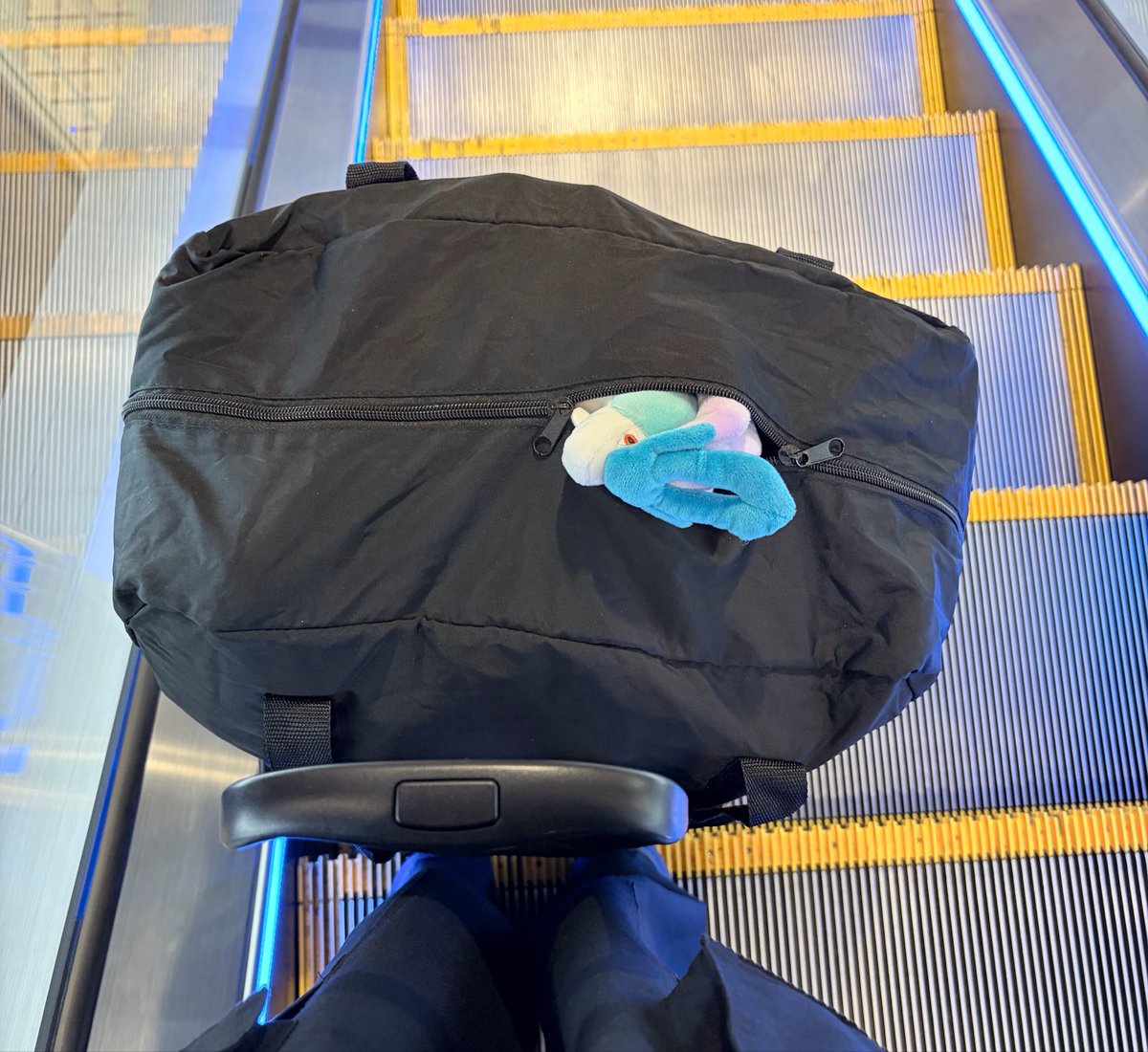 shachiku_aoki's tweet photo. そういえばメガトウキョーの外歩いてたら、明らかに外の世界に行きたそうなスイクンいたので、外の世界がどんなもんか見せながら帰宅しました。 https://t.co/dpfOrwW3ys