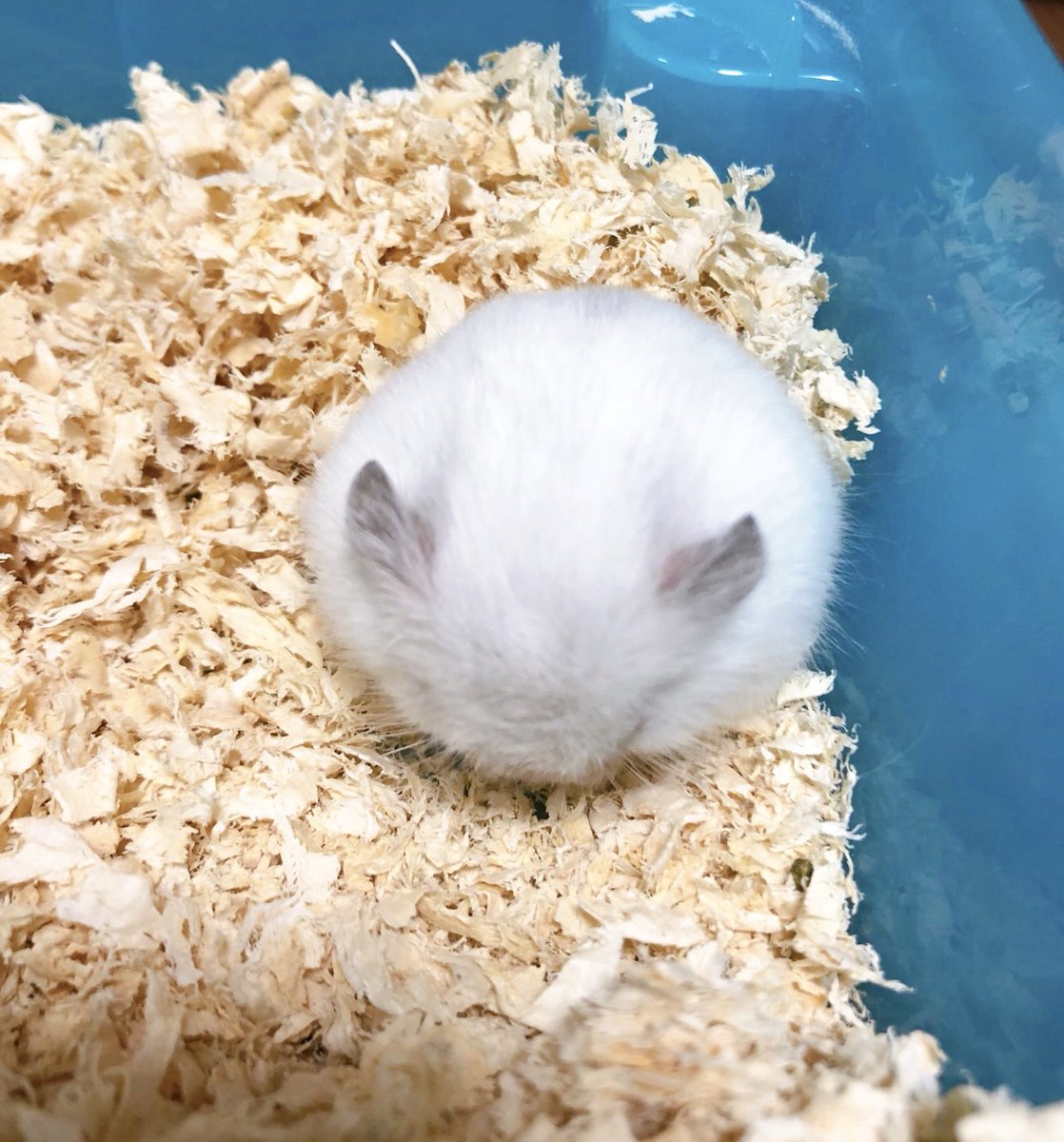 mocomo2co2's tweet photo. まんまるふわふわ https://t.co/LAhnJ5S6pV
