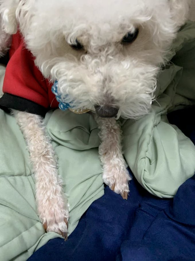 RevoDoFEx's tweet photo. [My fur baby grew 2 whole inches in 3 months—watching them chase their favorite toy today made every late night feeding worth it! ]， https://t.co/qzkEPRxbYG