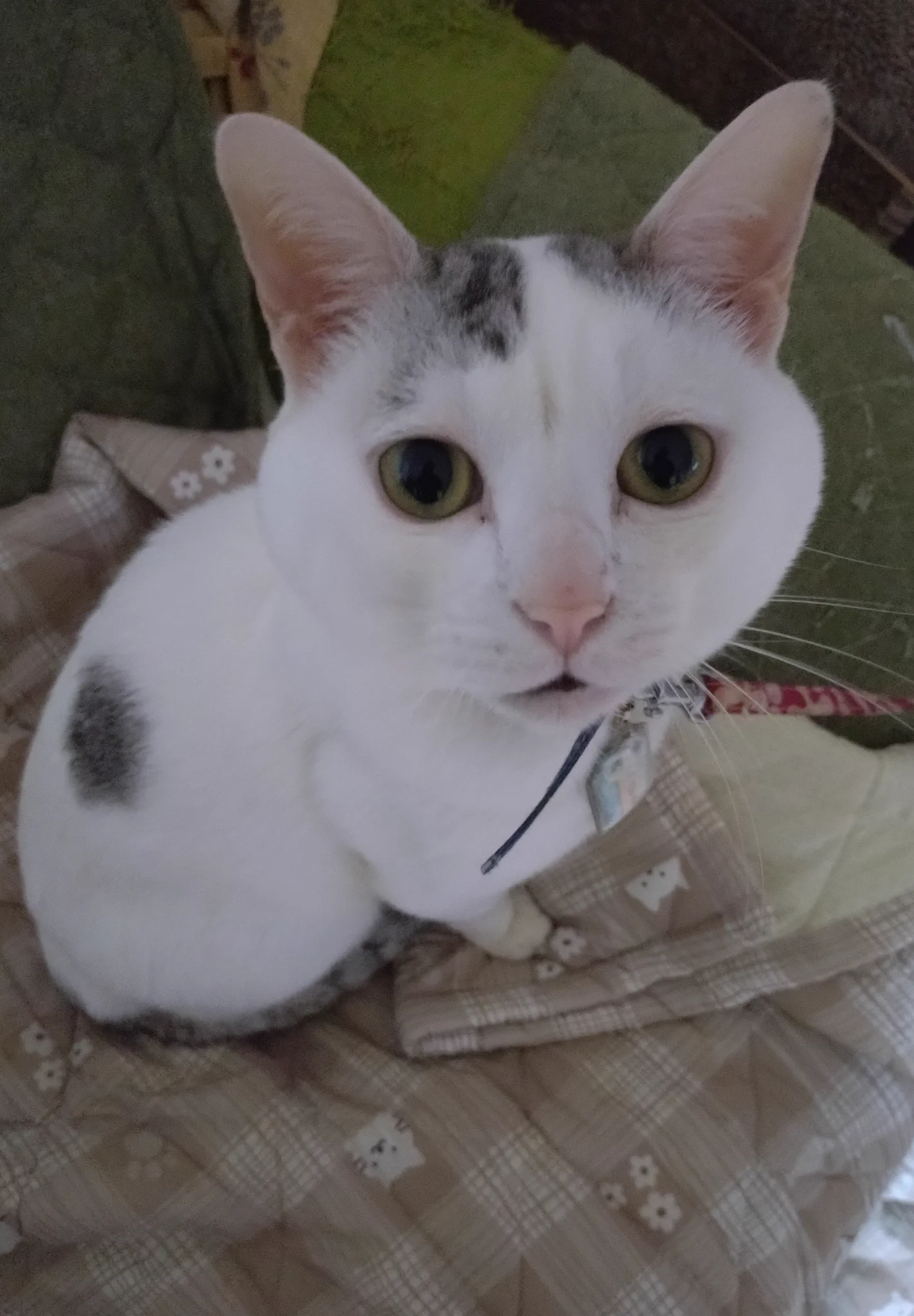 木山神社の招き猫 テン on X: 