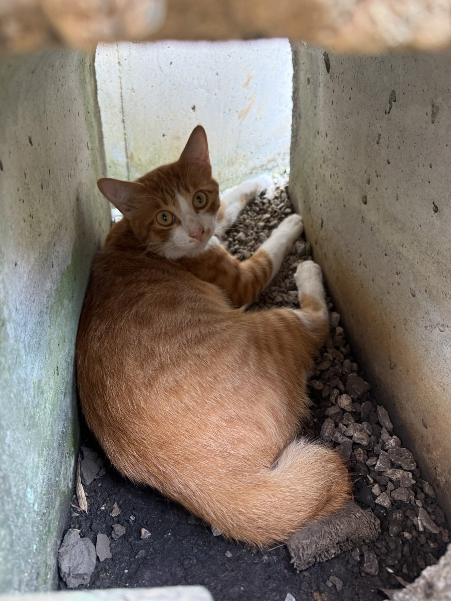 mimipon1010's tweet photo. 東大和市付近で猫を探しています。
名前は茶々丸
特徴は
・茶白のオス
・カギ尻尾
・赤い首輪に黒いGPSがついています（雨に濡れているのか、反応しません）
9/10から姿が見えません。
市役所や警察でも、確認しましたが手掛かりなし。

#迷い猫
 #東大和市 https://t.co/HYJtqApJY3